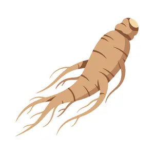 Ginseng Extract