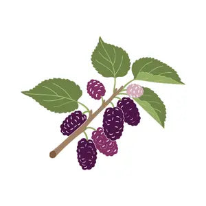 Mulberry Extract