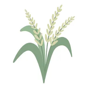 Rice Extract