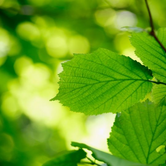 SACHET Products with Hazel Leaf