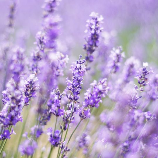 Sachet Products with Lavender Ingredient