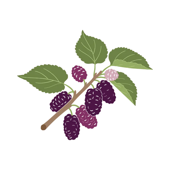 Mulberry Extract
